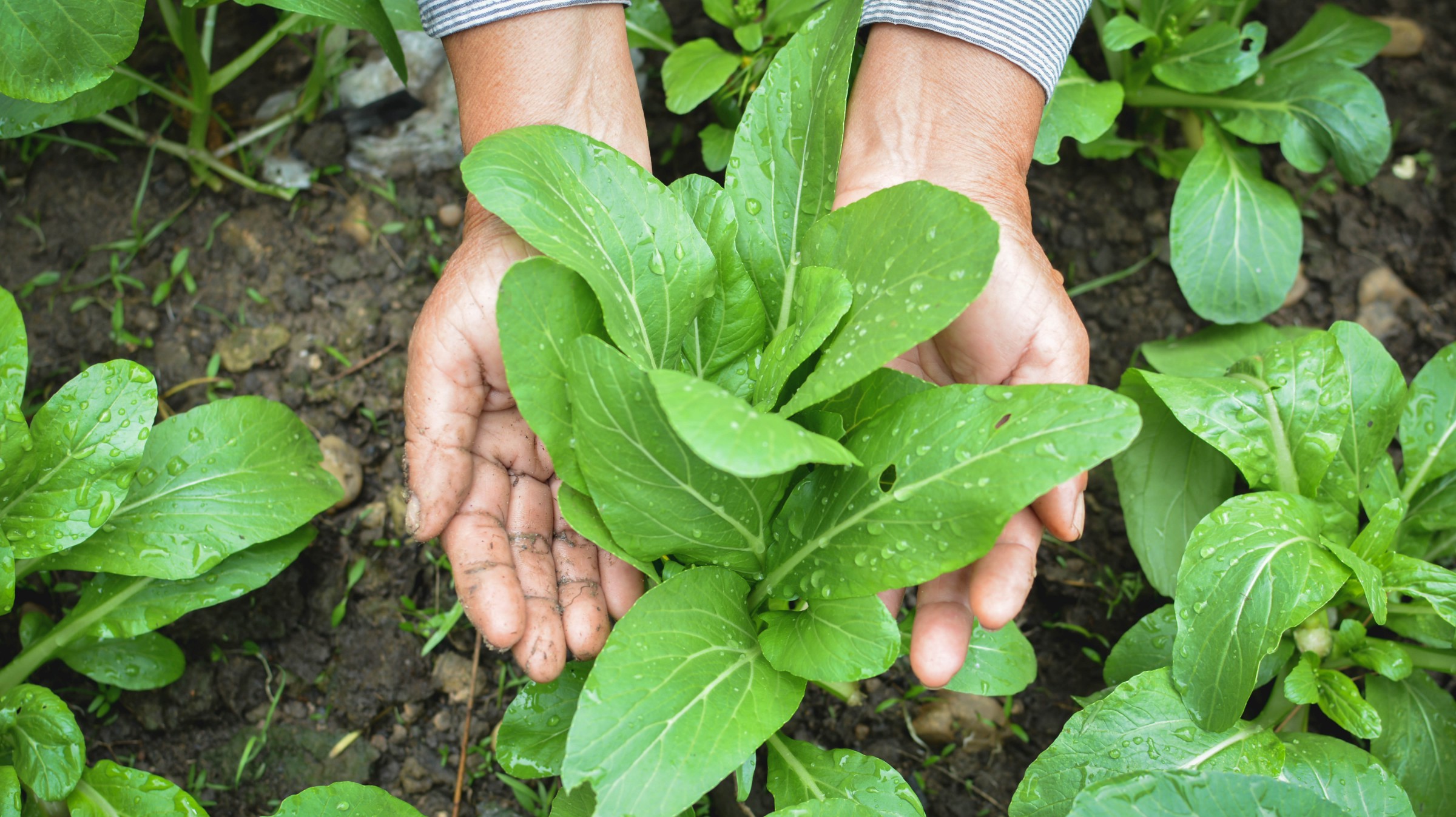 food producer